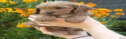Cockapoo dogs for sale: Beautiful health tested F1 Cockapoo puppies - Advert 1