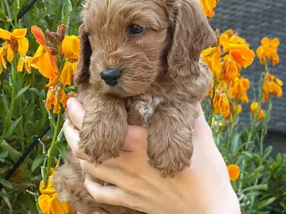 Cockapoo dogs Beautiful health tested F1 Cockapoo puppies - Advert 3