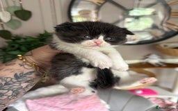 British Shorthair cats for stud: BIG STUD Pedigree British shorthair 😻 - Advert 14