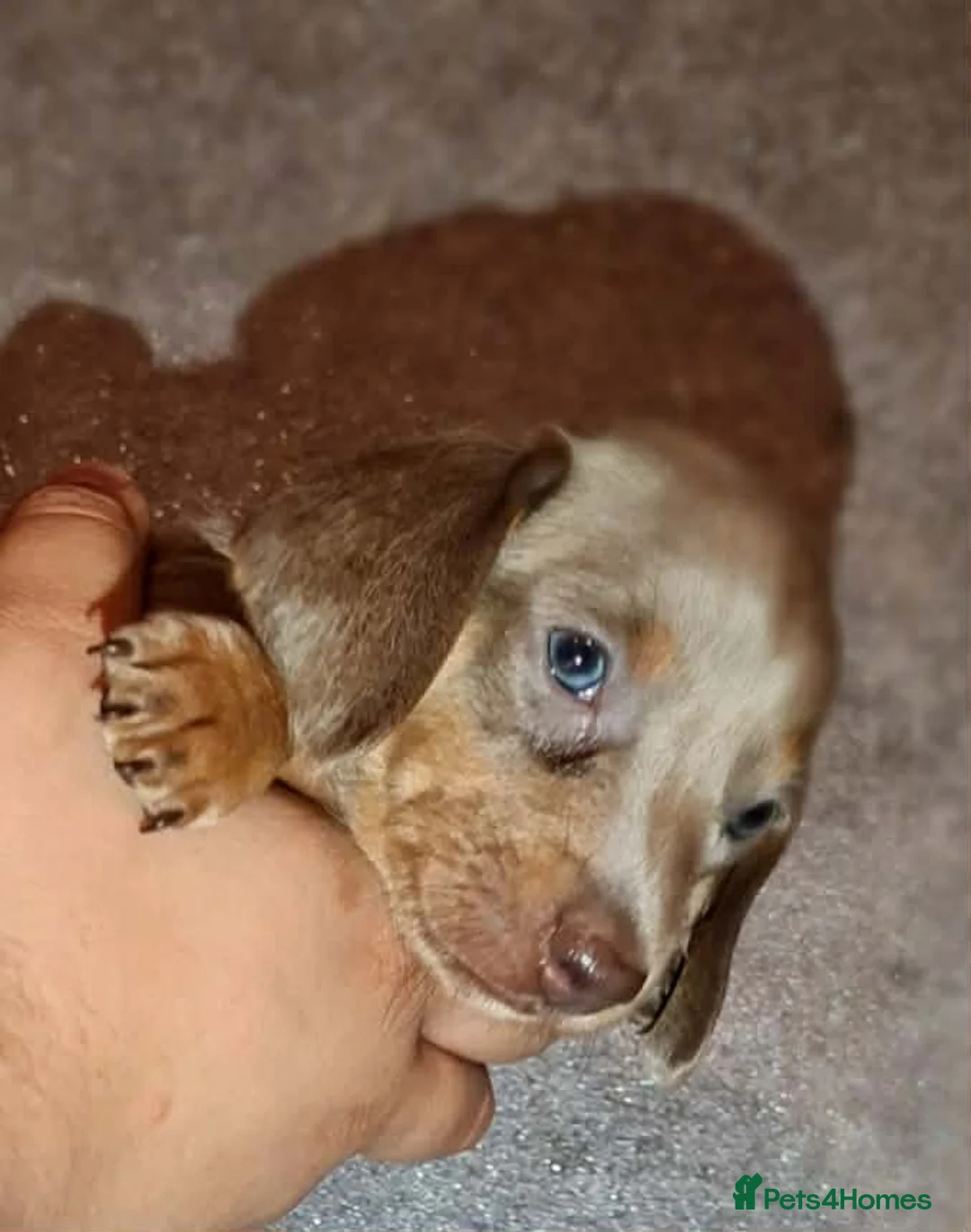 Miniature Dachshund dogs for sale: ❤️Beautiful adorable daschunds babys❤️ - Advert 10