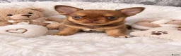 Chihuahua dogs for sale: Stunning Thai chihuahua puppies  - Advert 2