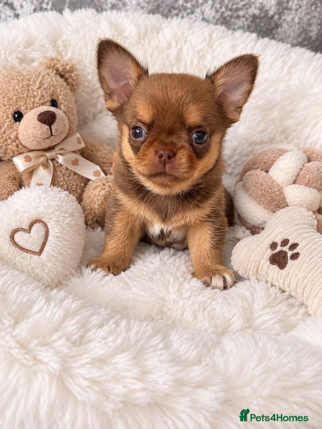 Chihuahua dogs for sale: Stunning Thai chihuahua puppies  - Advert 2