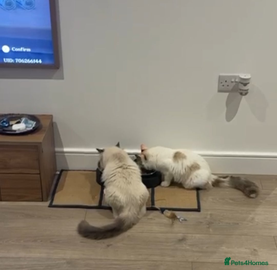 Ragdoll cats for sale: Ragdoll kittens  - Image 19