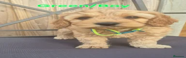 Cockapoo 2 (Green)