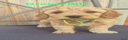 Cockapoo dogs for sale: F1 Cockapoo Puppies - Advert 14