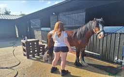 Irish Cob horses for sale: Buster  - Image 2