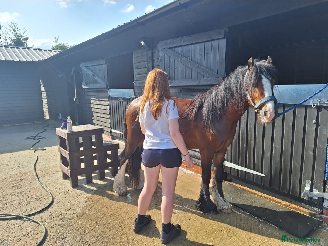Irish Cob horses for sale: Buster  - Image 2