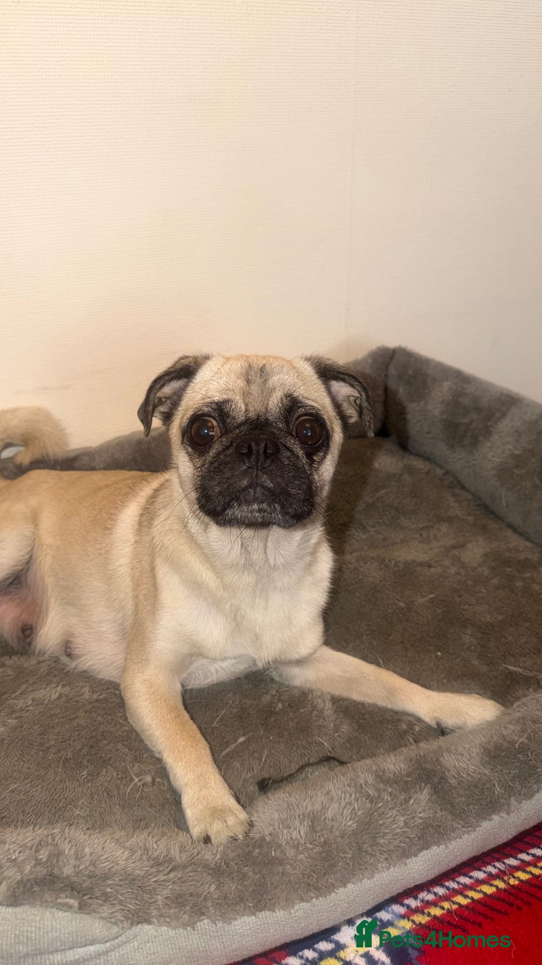 Pug dogs for sale: Beautiful Litter of 6 Pug Puppies, Rare Colours  - Advert 2