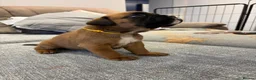 Boxer dogs for sale: Beautiful, KC registerd boxer puppies for sale - Advert 21