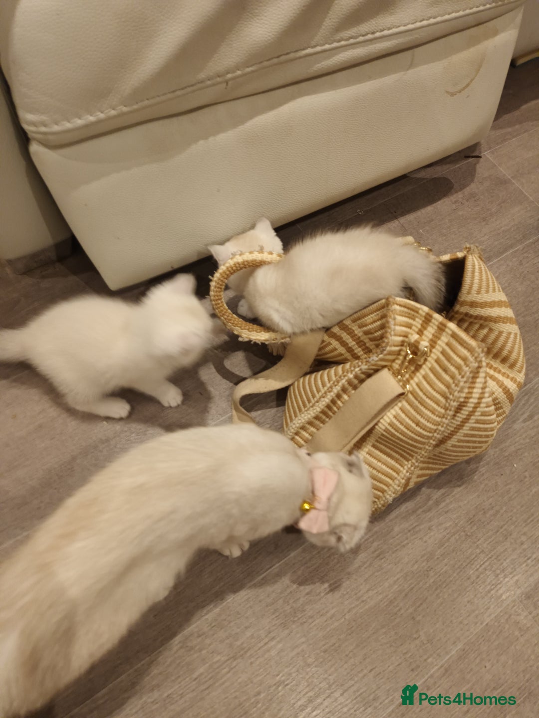Scottish Fold cats for sale: Scottish straight boy and girl - Image 16