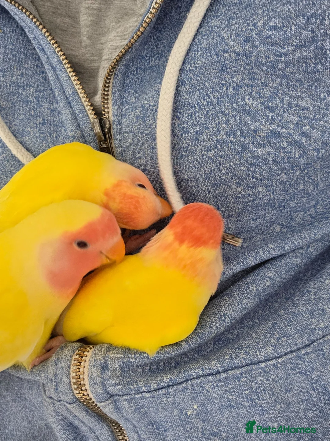 Lovebirds birds for sale: Super Tame, Cuddly, Hand-reared Baby Peachface  - Advert 1