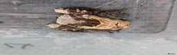 Frog reptiles for sale: Bird Poop Mossy Frogs 1.1.1 - Advert 3