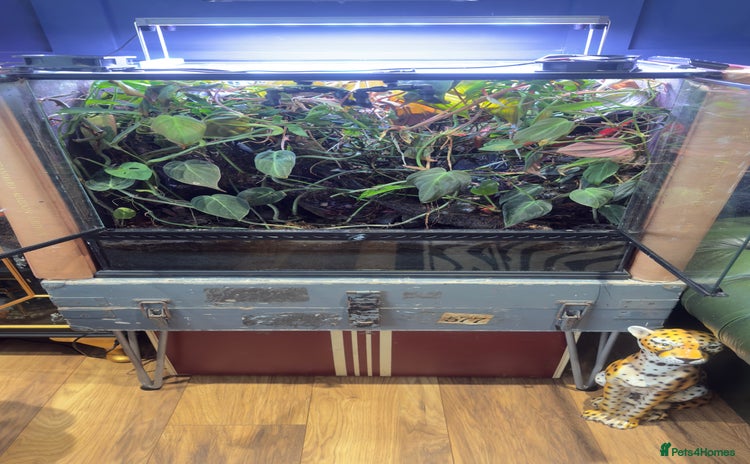 Frog reptiles - Advert 2