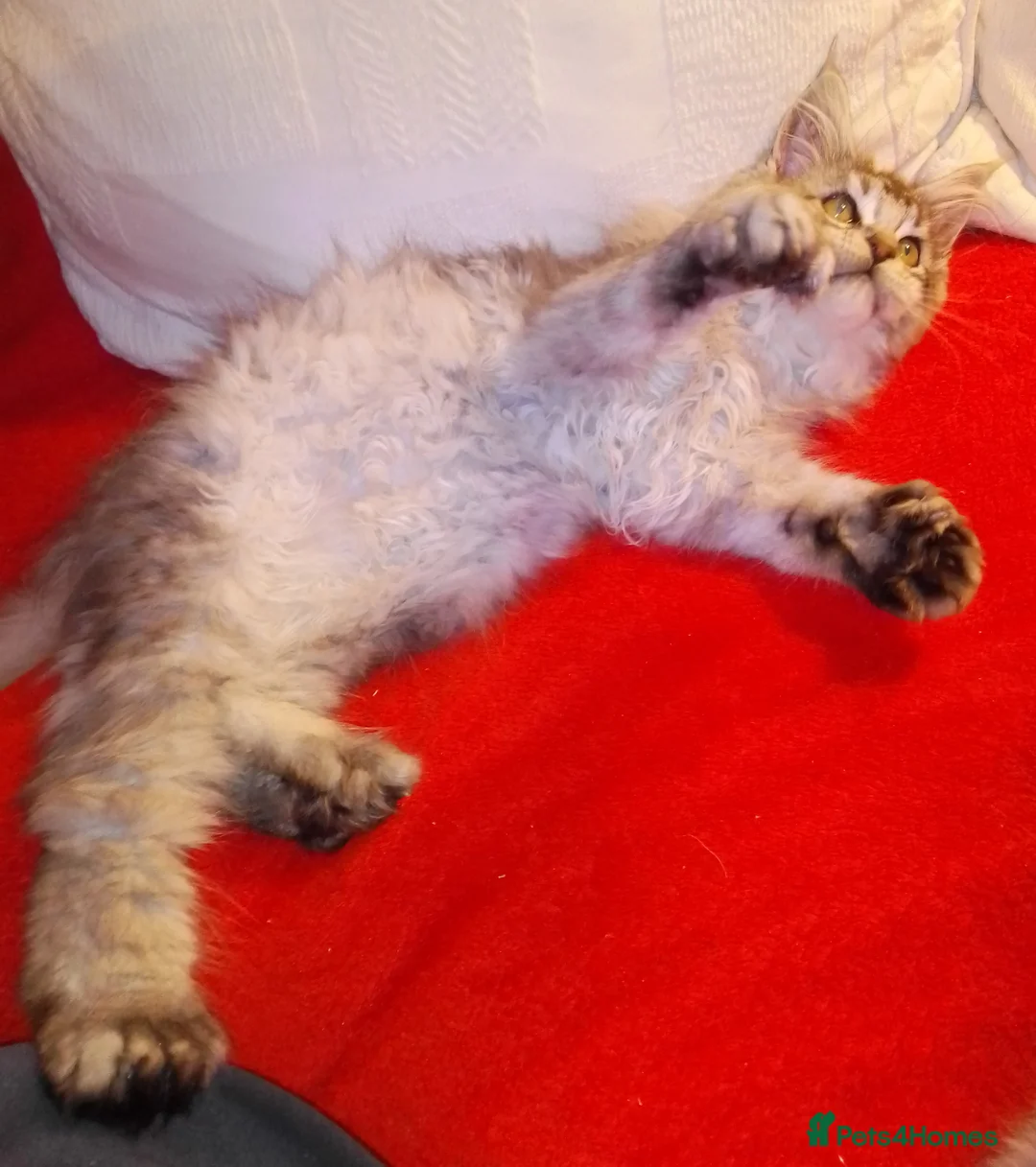 Maine Coon cats for sale: POLYDACTYL large TICA boy - collect S.WALES/SURREY - Advert 7