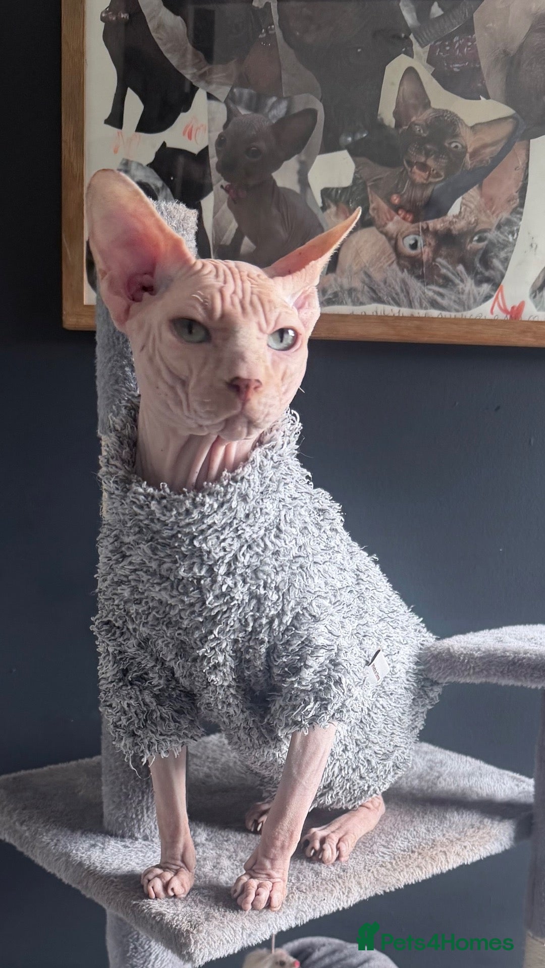 Sphynx cats for stud: Handsome boy for Stud - Advert 5