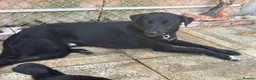Mixed Breed dogs for adoption: Carl - Norwich Norfolk  - Advert 2