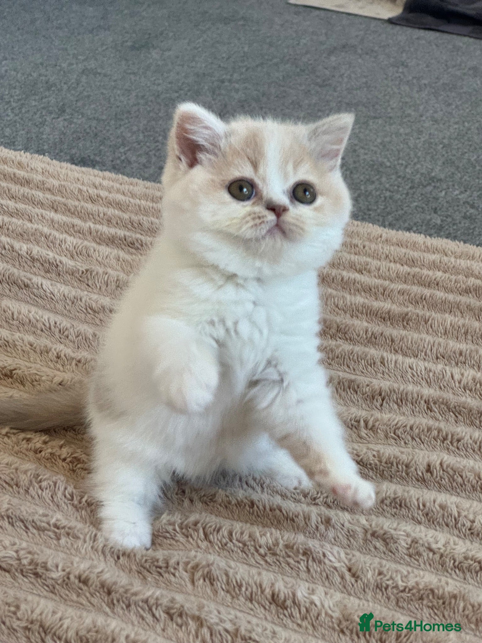 British Shorthair cats Only one left ready from 26.06RW SGC TICA kittens  - Advert 13