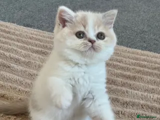 British Shorthair cats Only one left ready from 26.06RW SGC TICA kittens - Advert 13
