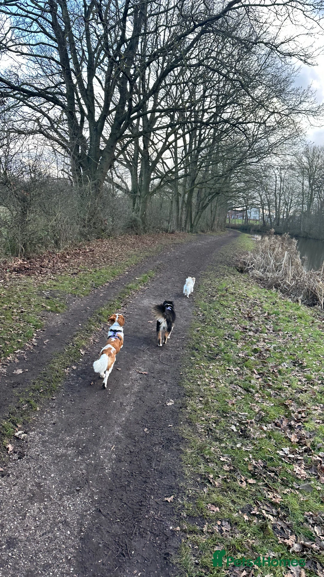 Cavachon dogs for sale: 14 month old Cavachon - Advert 4