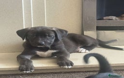 Mixed Breed dogs for sale: Great Dane X German Shepherd’s  - Image 20