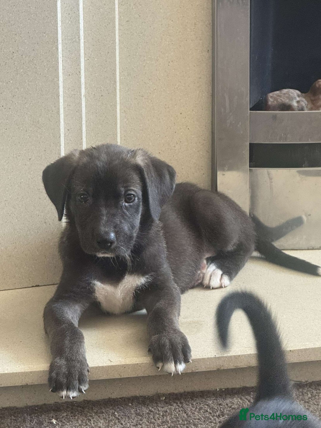 Mixed Breed dogs for sale: Great Dane X German Shepherd’s  - Image 20