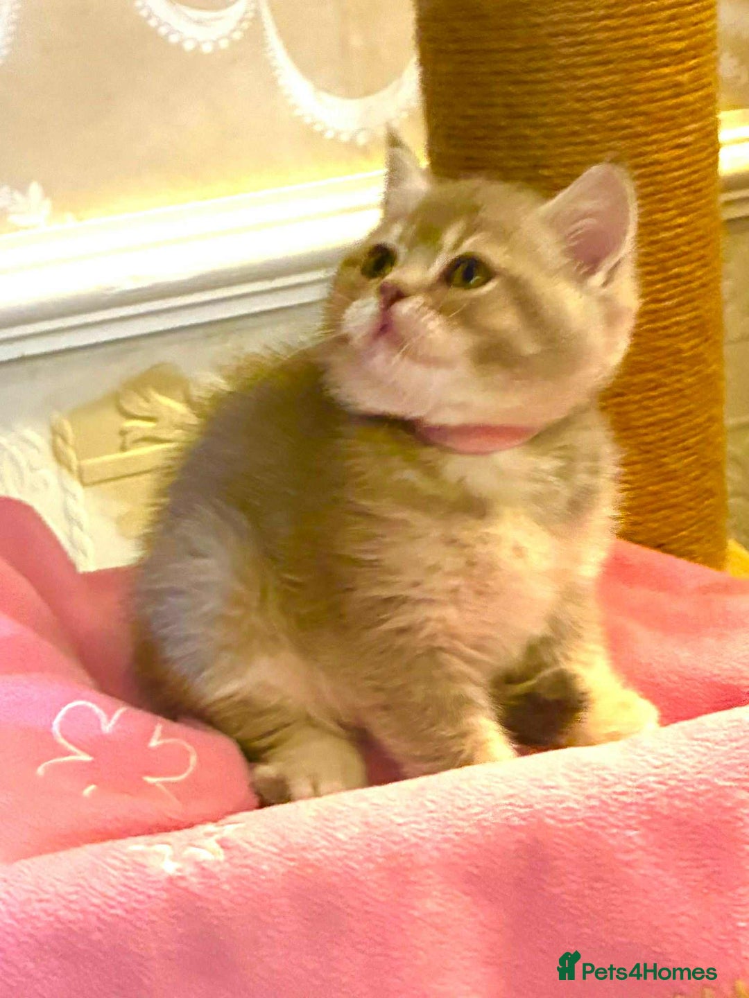 Scottish Fold cats for sale: 3 Scottish Fold Kittens for sale - Advert 6