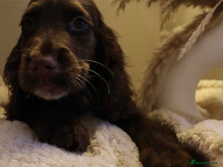 Cocker Spaniel dogs Championline Cocker Spaniel - LAST two LEFT - Advert 1