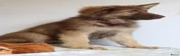 German Shepherd dogs for sale: German Shepherd - Advert 8