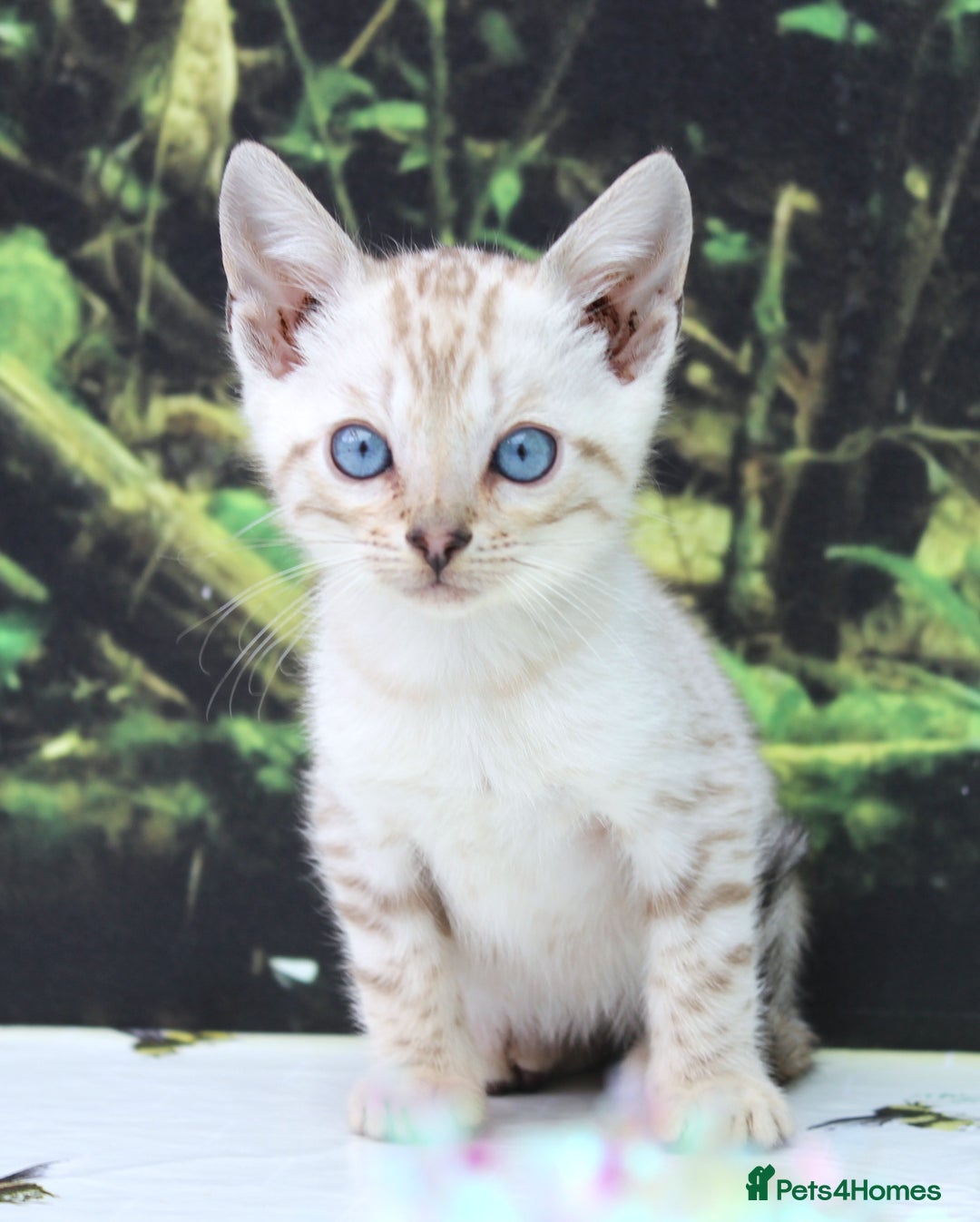 Bengal cats for sale: CUTE SNOW LYNX BENGAL KITTENS (TICA REG) - Image 14