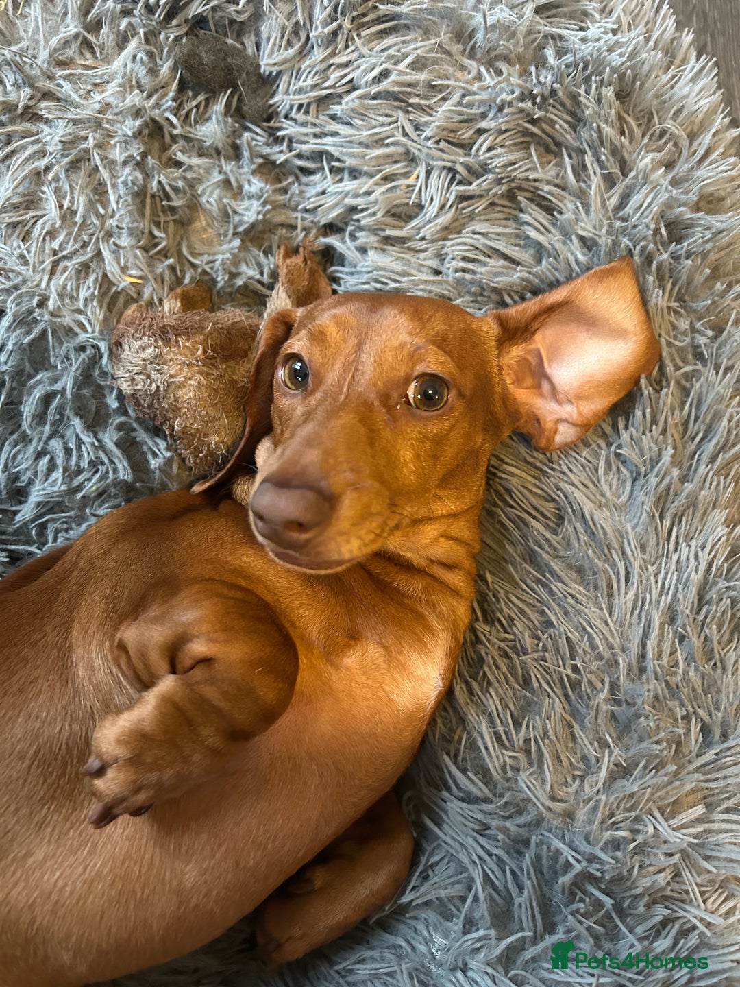 Miniature Dachshund dogs for sale: 8 month old miniature dachshund  - Image 1