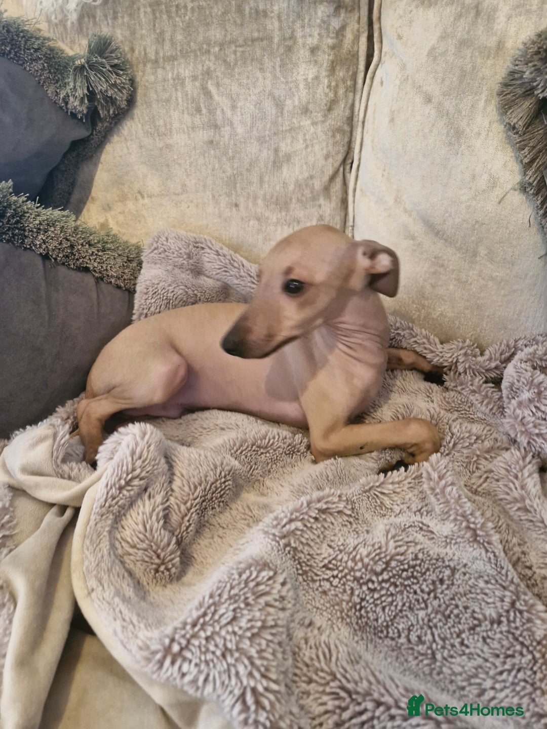 Italian Greyhound dogs for sale: KC reg  Italian greyhound puppies  - Image 10