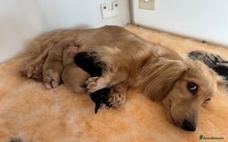 Miniature Dachshund dogs for sale: CREAM MINIATURE DACHSHUNDS CHAMPION PEDIGREE  - Image 19