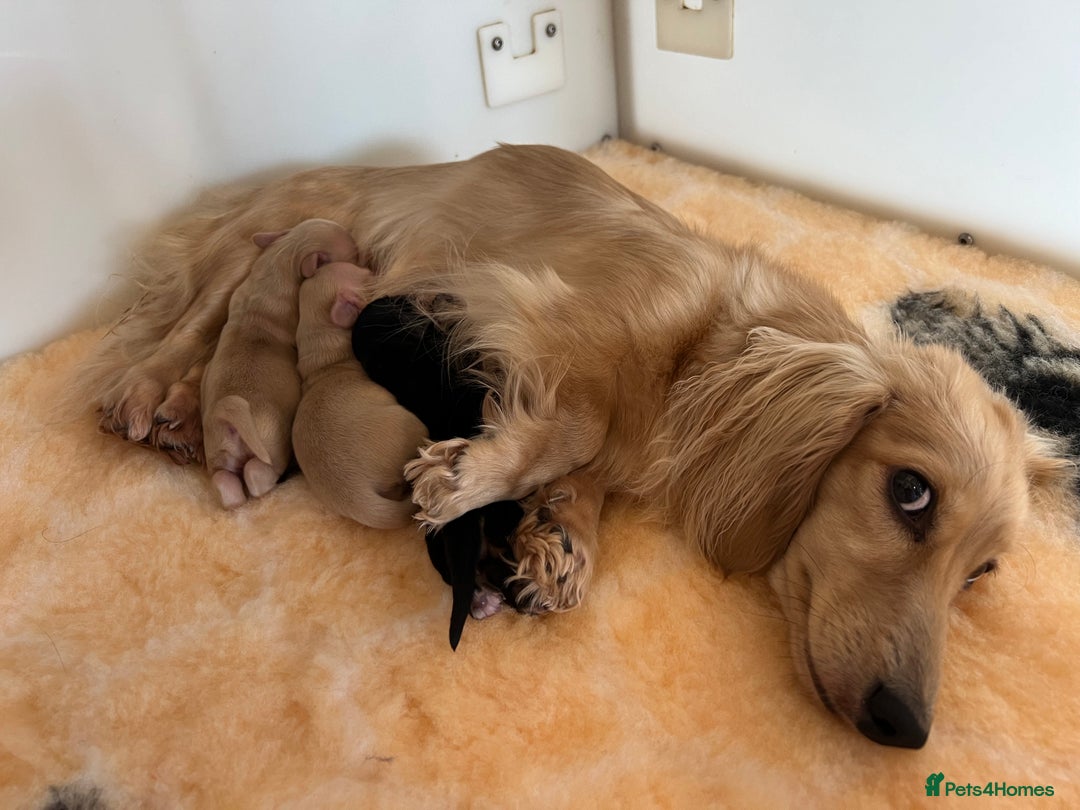 Miniature Dachshund dogs for sale: CREAM MINIATURE DACHSHUNDS CHAMPION PEDIGREE  - Image 19