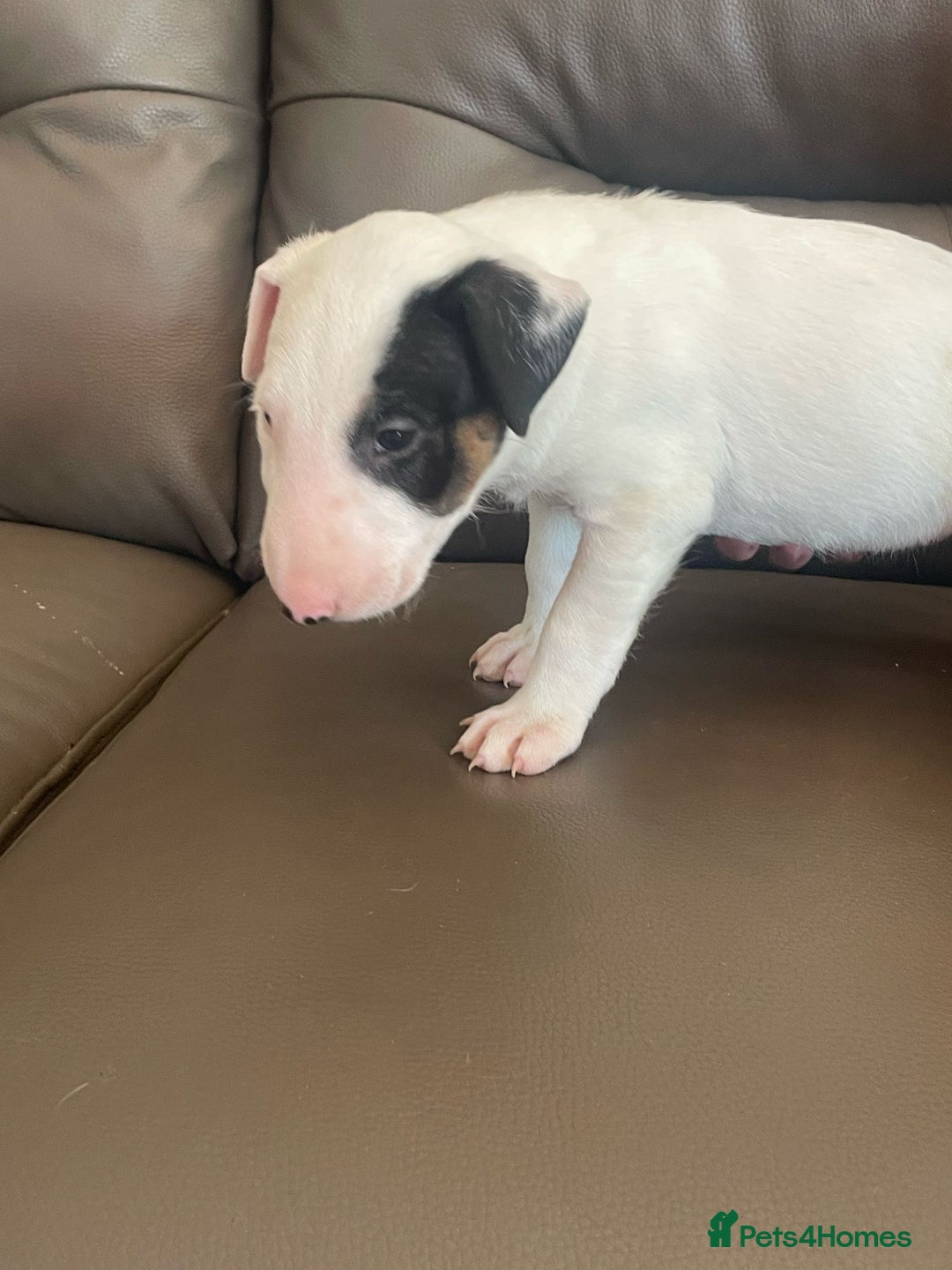 English Bull Terrier dogs for sale: English bull terrier  - Image 10