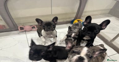 French Bulldog dogs French Bulldog Puppies for Sale - Advert 4