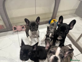 French Bulldog dogs French Bulldog Puppies for Sale - Advert 4