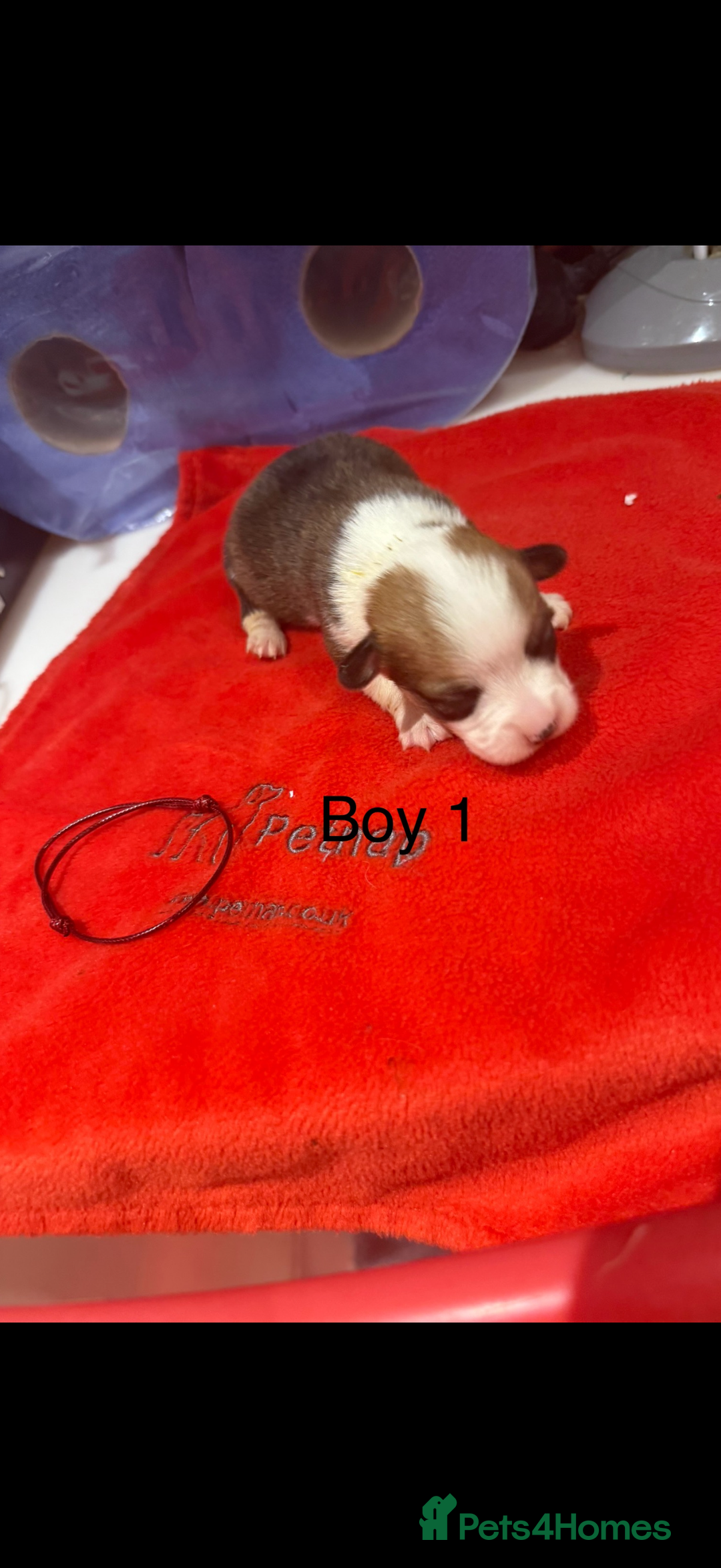 Welsh Corgi Pembroke dogs for sale: Kc reg Pembroke corgi babies available  - Advert 31