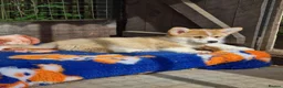 Welsh Corgi Pembroke dogs for sale: Pembroke corgi boys  - Advert 5