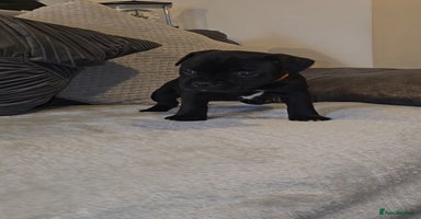 Staffordshire Bull Terrier dogs  STAFFORDSHIRE BULL TERRIERS PUPS  - Advert 1