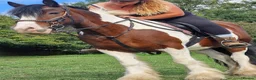Irish Cob horses for sale: Cob mare 14.3 hacking mare - Advert 4