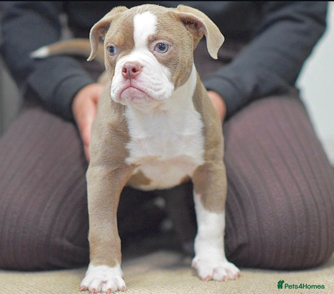 Old Tyme Bulldog dogs 5⭐️RATED COUNCIL APPROVED💥LICENSED 23 YEAR EXPERT - Advert 7