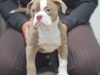 Old Tyme Bulldog dogs 5⭐️RATED COUNCIL APPROVED💥LICENSED 23 YEAR EXPERT - Advert 7