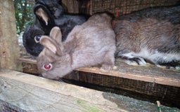 Netherland Dwarf rabbits for sale: Cute little netherland dwarf boys  - Image 10