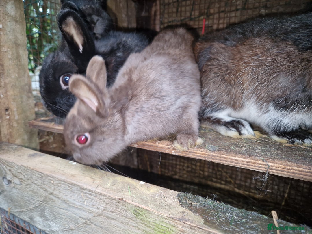 Netherland Dwarf rabbits for sale: Cute little netherland dwarf boys  - Image 10