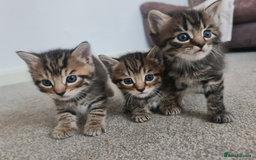 Mixed Breed cats for sale: 3 boy kittens for sale - Image 1