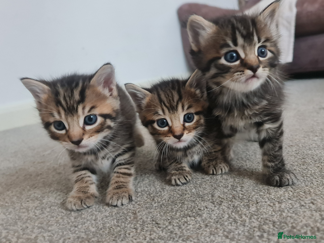 Mixed Breed cats for sale: 3 boy kittens for sale - Image 1