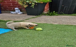 Chihuahua dogs for sale: Long coat Stunning K.C Reg. Puppies **READY NOW** - Image 11