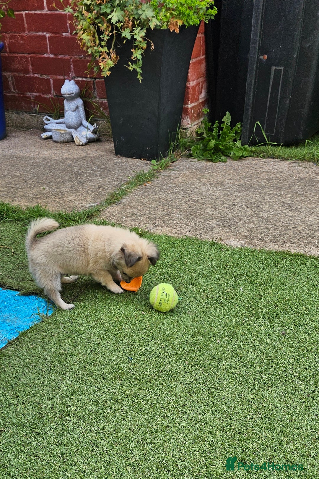 Chihuahua dogs for sale: Long coat Stunning K.C Reg. Puppies **READY NOW** - Image 11
