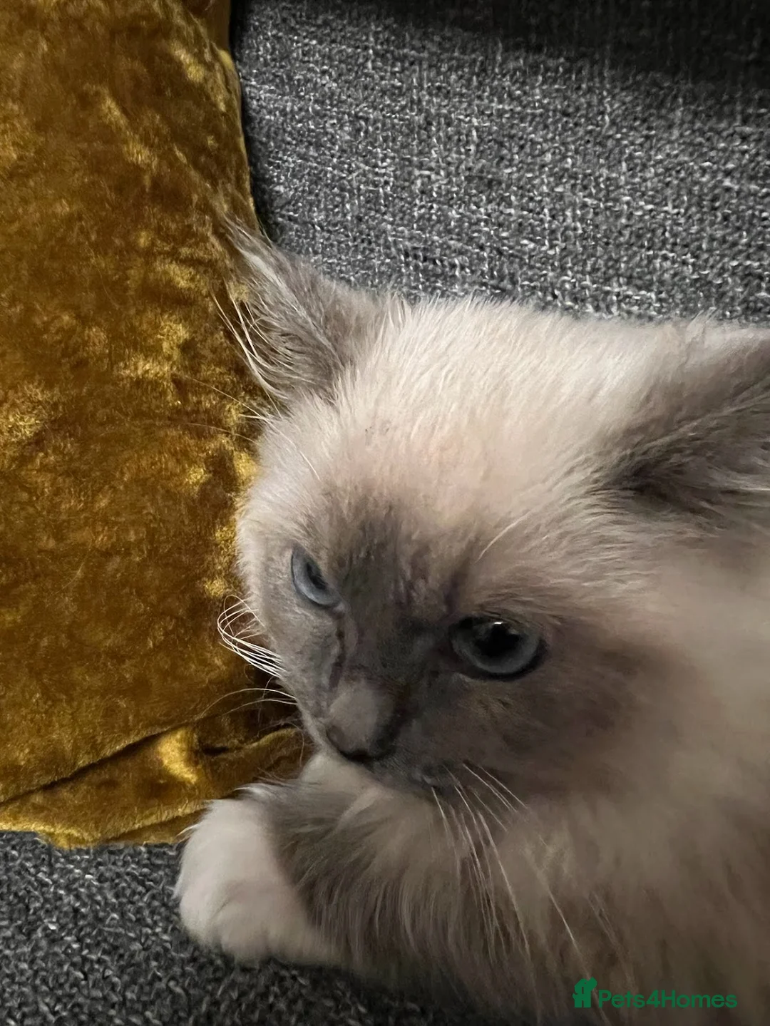 Ragdoll cats for sale: Ragdoll Brothers, 3yo, Neutered Pair, Microchipped - Advert 5