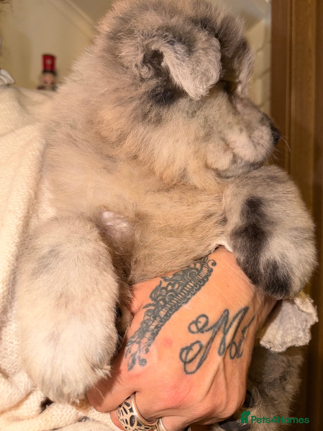 Mixed Breed dogs for sale: 🧸CHOW SHEPHERDS🧸 little bears ready now! - Advert 16